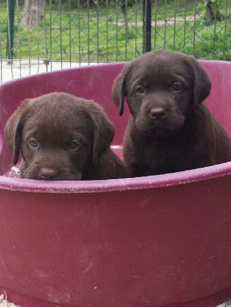 de la tana volpe - Labrador Retriever - Portée née le 09/03/2016