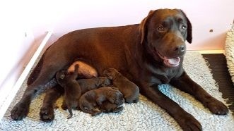 les bebes de Isula et Emir nés le 09.03.2016